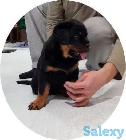 Щенки ротвейлера, фотография 1
