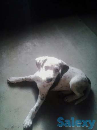 Продам щенка, фотография 1