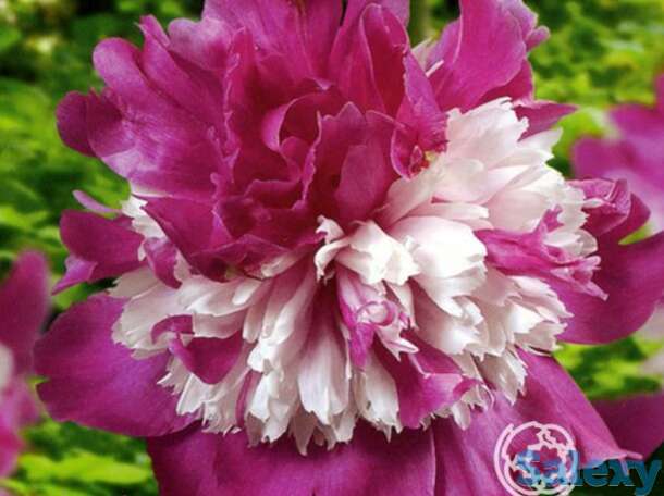 Пион селебрити, фотография 1