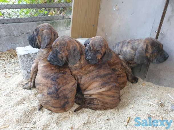 Бразильский мастиф, фотография 7