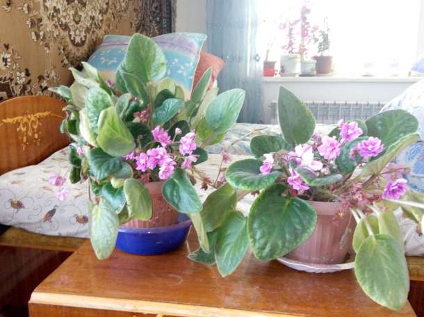 Домашние и офисные цветы, фотография 7