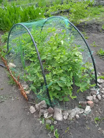 Продам дачу остановка поворотная, фотография 10