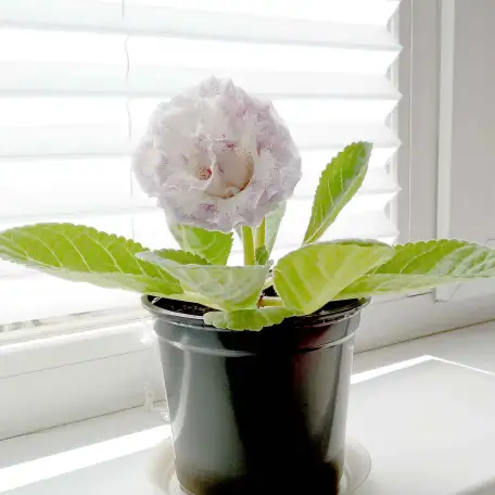 Глоксинии. Комнатные цветы., фотография 9