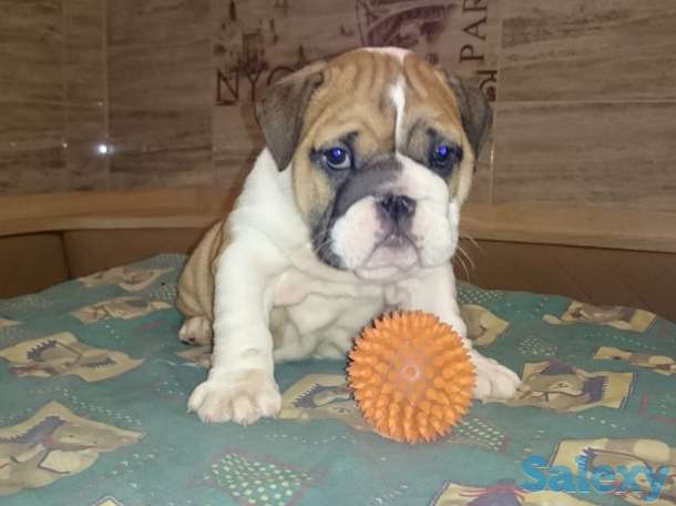 Английский бульдог, фотография 3