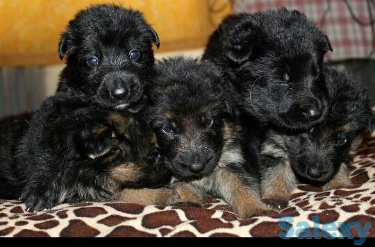 Щенки немецкой овчарки, фотография 1