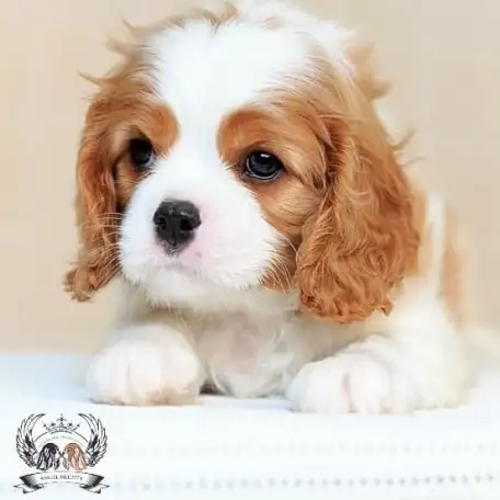 Профессиональный питомник ANGEL MECHTY., фотография 3