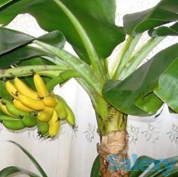 Саженцы экзотики, фотография 1