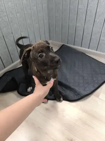 Щенки ПИТСТАФФ остались девочки, фотография 2