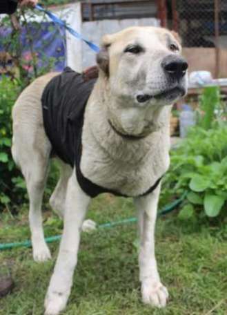 Отдаем в добрые руки Тэрру, фотография 2