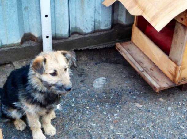 Колючка в поиске своих хозяев., фотография 1