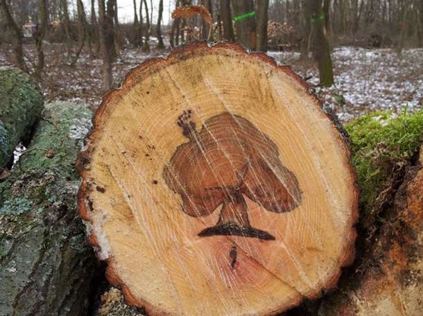 Спил деревьев дешево! , фотография 3
