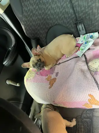 В продаже шикарные девочки французского бульдога, фотография 3