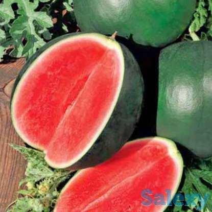 Продам рассаду арбузов, фотография 4