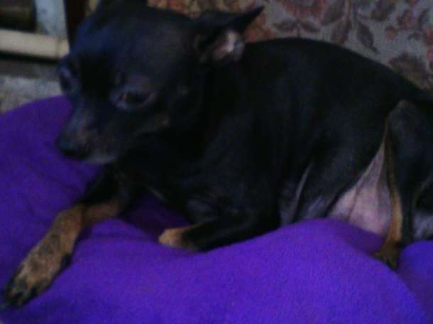 собачку срочно, фотография 10