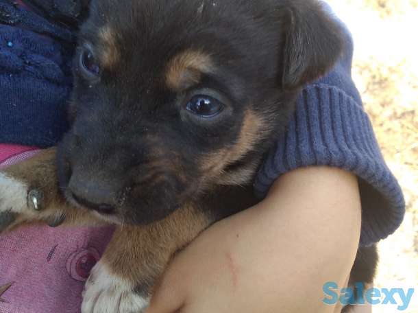 Отдам в хорошие руки, фотография 3