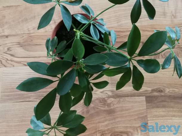 Комнатные цветы, фотография 1