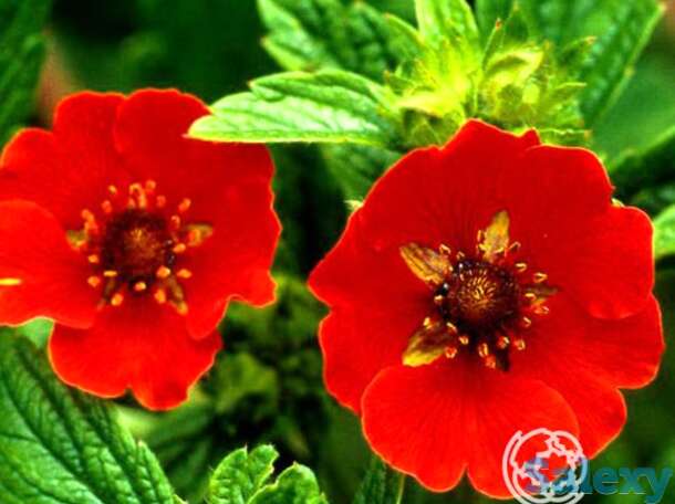 Лапчатка травянистая Гибсон Скарлет, фотография 1