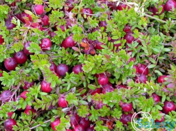 Клюква пилигрим крупноплодная, фотография 1