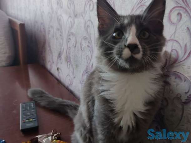 Продам котенка породы Мэйн Кун, фотография 2