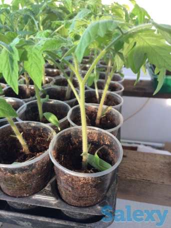 Рассада томатов, фотография 1