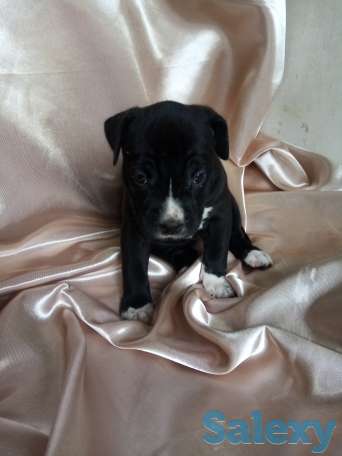 Открыт резерв щенков американского питбуль терьера, фотография 2