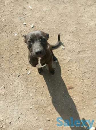 Питбуль, фотография 1