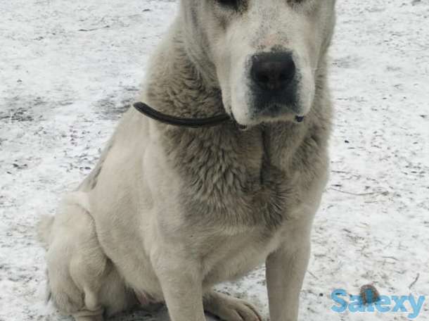 Продам щенков алабая, фотография 3