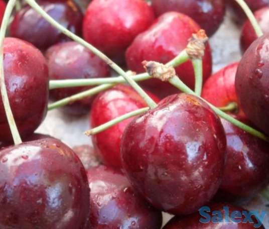Черешня колированная (ягода)., фотография 2