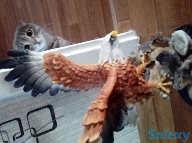 Отдам кошечку, фотография 4