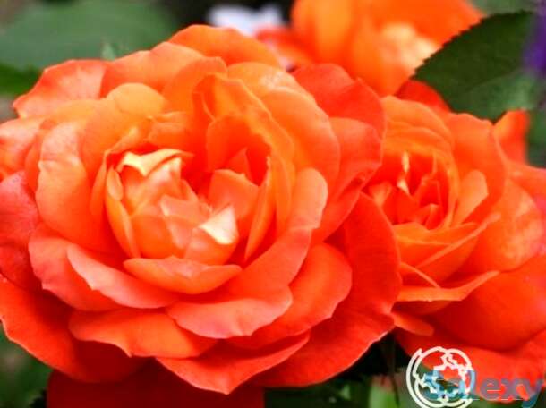 Роза супер трупер, фрайер, фотография 1