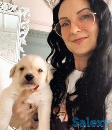 Лабрадор ретривер, фотография 1