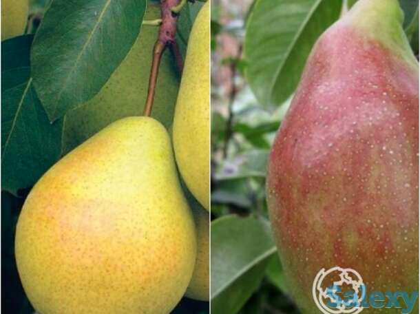 Груша 2 в 1: чудесница/чижовская, фотография 1