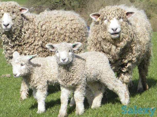 Племенные овцы Линкольн (скот из Европы класса Элита и Элита Рекорд), фотография 6