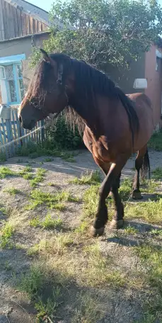 Продам жеребца, фотография 3