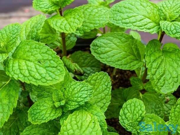 Продажа цветов, фотография 5