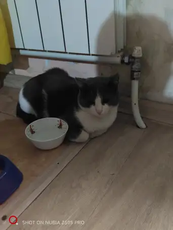 Отдам кота в добрые руки,к лотку приучен,ласковый,спокойный возраст примерно не больше полтора года, фотография 1