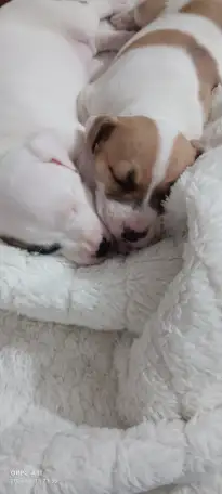 Продам щенков, фотография 6