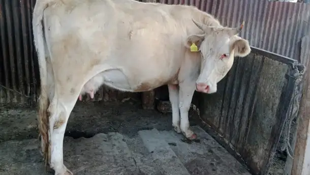 Продам корову с теленком, фотография 1