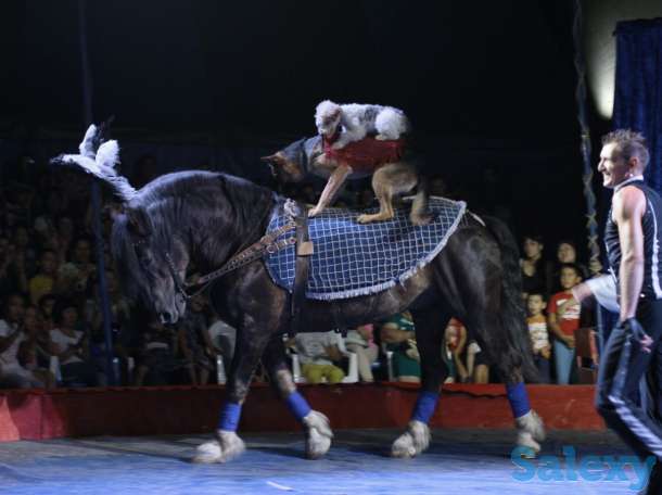 Цирк шапито АКУЛА в Алматы, фотография 2