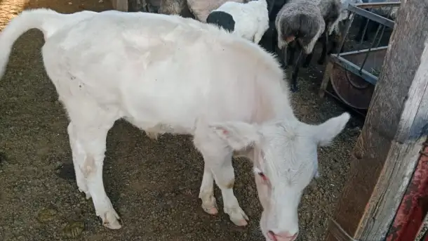 Продам корову с теленком, фотография 2