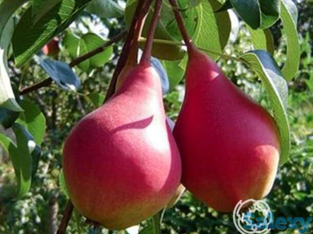 Груша нарядная ефимова, фотография 1