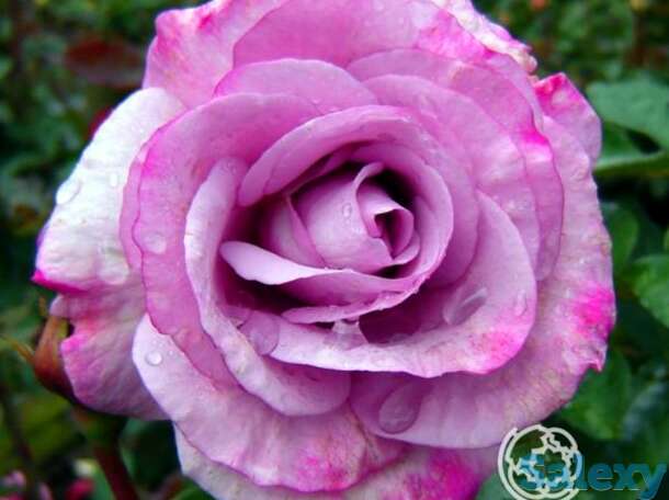 Роза муди блю, фрайер, фотография 1