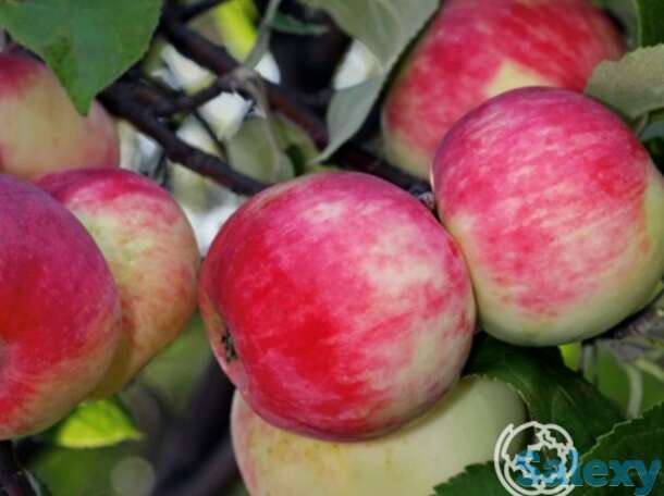 Яблоня серебряное копытце с/п, фотография 1