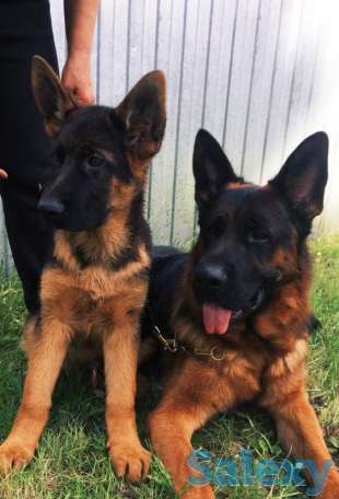 Немецкой овчарки щенков, фотография 6