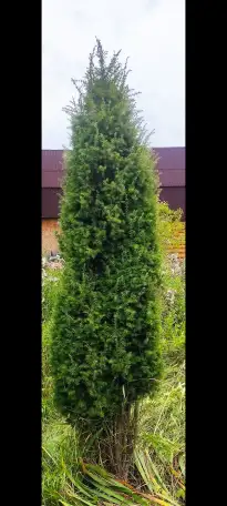 Туя выше 3 метров, сосна живая, берёза, ива, ольха, рябина, рассада., фотография 1