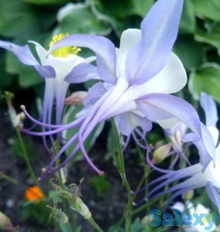 Цветы Аквилегия., фотография 1