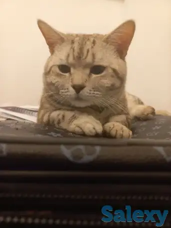 Отдам в добрые руки! Кот, Прямоухий Британец, фотография 1