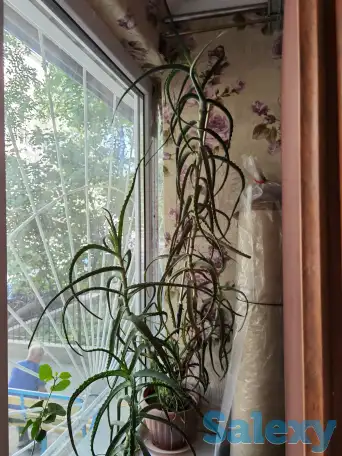 Алое Вера, фотография 1