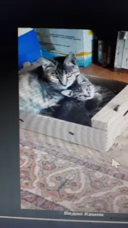 Продам пушистого КАМИКА, фотография 1