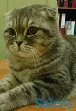 Ищу кота вислоухого, фотография 2